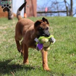 Easton, Belgian Malinois Puppy